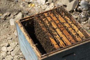 Close up view of the opened hive body showing the frames populated by honey bees. Honey bees crawl in an open hive on honeycomb wooden honeycombs doing teamwork. Beekeeping concept in agriculture. photo