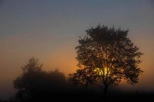 A picturesque autumn landscape, a lonely tree against the background of a misty dawn, on the river bank. photo