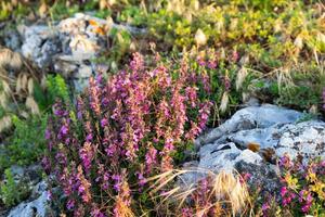 Blue flowers of a flowering plant thyme, in the wild. photo