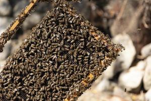 Close up view of the opened hive body showing the frames populated by honey bees. Honey bees crawl in an open hive on honeycomb wooden honeycombs doing teamwork. Beekeeping concept in agriculture. photo