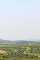 granja de té verde foto
