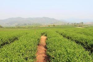 Green Tea Farm photo