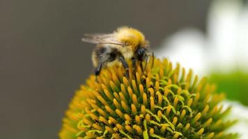 il calabrone raccoglie il nettare su un fiore di echinacea video