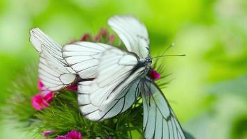 Aporia crataegi -papillon blanc veiné de noir- accouplement sur fleur d'oeillet video