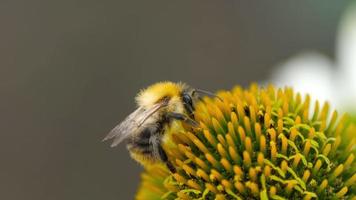 abejorro recoge néctar en una flor de equinácea