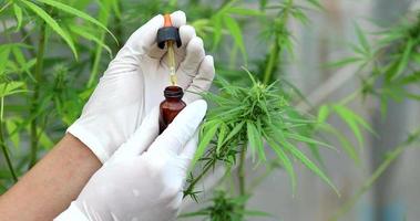 The expert holding a bottle CBD Hemp oil, Doctor of hemp oil, Medical marijuana products including cannabis leaf, cbd and hash oil, alternative medicine. video