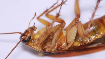 kackerlacka ligger på rygg och kämpar innan den dör på vit bakgrund. video