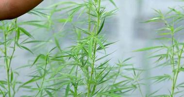 expertforskaren med handskar kontrollerar cannabisväxter i ett växthus. begreppet växtbaserad alternativ medicin, cbd-olja, läkemedelsindustrin botar olika sjukdomar. video