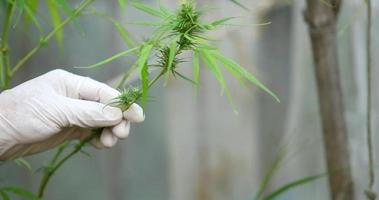 lo scienziato esperto con i guanti che controlla le piante di cannabis in una serra. il concetto di medicina alternativa a base di erbe, olio di CBD, industria farmaceutica cura varie malattie. video