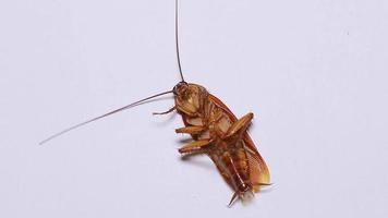 Kakerlake liegt auf dem Rücken und kämpft, bevor sie auf weißem Hintergrund stirbt. video