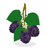 Summer fragrant blackberries. Juicy sweet forest berry purple on a twig with green leaves and falling shade. No people. vector