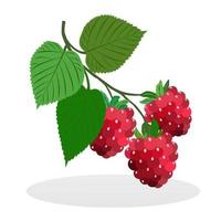 Summer deliciously fragrant raspberries on a twig with green leaves. A juicy, sweet forest and garden berry. There are no people in the image. vector