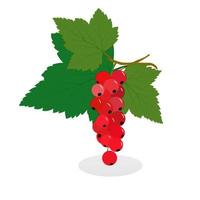 Summer deliciously fragrant red currants on a twig with green leaves. Juicy, sweet forest and garden berries. No people in the image. vector