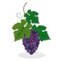 Summer deliciously fragrant purple grapes on a twig with green leaves. Juicy, sweet woodland and garden berry. There are no people in the image. vector