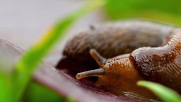 Closeup of brown slug crawling video