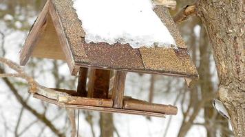 pássaros comendo sementes do alimentador. dia de inverno gelado video