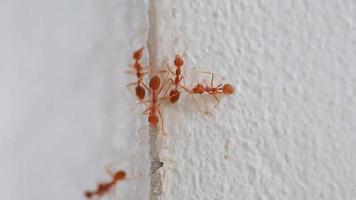 beaucoup de fourmis tisserandes rouges en gros plan extrême. accroché à la surface rugueuse d'un mur blanc. video