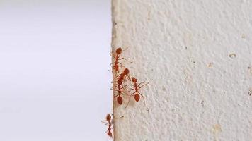 beaucoup de fourmis tisserandes rouges en gros plan extrême. accroché à la surface rugueuse d'un mur blanc. video