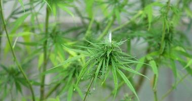 der erfahrene wissenschaftler gießt die pflanzen cannabis in einem gewächshaus. konzept der pflanzlichen alternativen medizin, cbd-öl, pharmazeutische industrie heilt verschiedene krankheiten. video