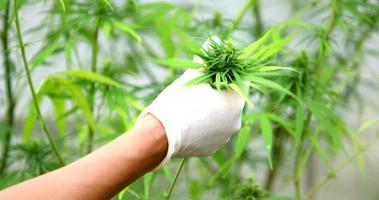 lo scienziato esperto con i guanti che controlla le piante di cannabis in una serra. il concetto di medicina alternativa a base di erbe, olio di CBD, industria farmaceutica cura varie malattie.