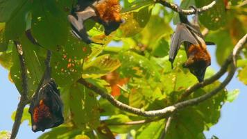 los zorros voladores de lyle -pteropus lylei- cuelgan de una rama de árbol y se lavan video