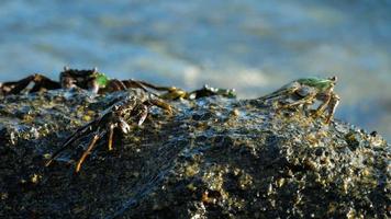 Crab on the rock at the beach, rolling waves, close up video