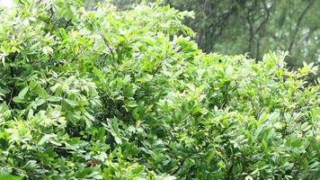 bela natureza vídeo 4k. chuva caindo sobre as árvores. vista superior do belo galho com folhas esverdeadas escuras em um dia chuvoso video