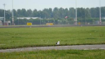 Seagull at runway. Rack focus. Airport of Amsterdam, Holland video
