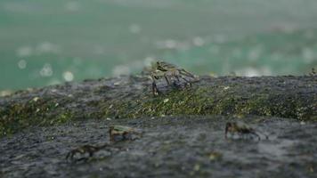 Crabs on the rock at the beach, rolling waves, close up video