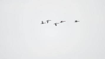 Flock of migrating greylag geese flying in V formation video