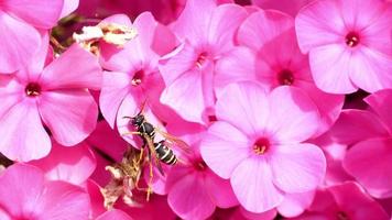 wesp winkel honingdauw van gele dahlia bloem, slow motion video