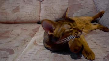 Abyssinian cat washes lying on beige sofa video