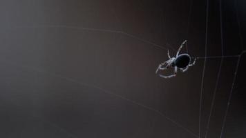 Spinnengartenspinne Araneus webt ein Netz video