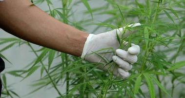 el científico experto con guantes revisando plantas de cannabis en un invernadero. concepto de medicina alternativa a base de hierbas, aceite de cbd, industria farmacéutica cura diversas enfermedades. video