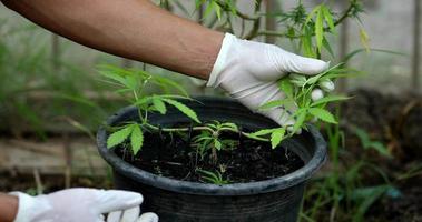 el científico experto con guantes revisando plantas de cannabis en un invernadero. concepto de medicina alternativa a base de hierbas, aceite de cbd, industria farmacéutica cura diversas enfermedades. video