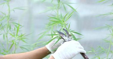 der erfahrene wissenschaftler mit handschuhen, der cannabispflanzen in einem gewächshaus überprüft. konzept der pflanzlichen alternativen medizin, cbd-öl, pharmazeutische industrie heilt verschiedene krankheiten.