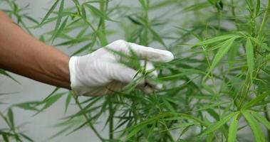 lo scienziato esperto con i guanti che controlla le piante di cannabis in una serra. il concetto di medicina alternativa a base di erbe, olio di CBD, industria farmaceutica cura varie malattie. video