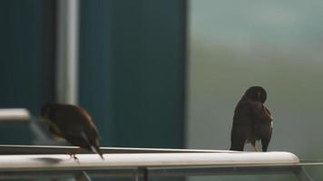 Two Common Myna birds -Acridotheres tristis- perching and washing on a balcony railing of hotel in Phuket. video