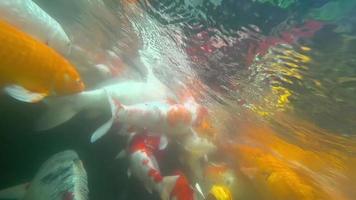 koi en estanque de peces bajo el agua. koi -nishikigoi-, son formas coloreadas de carpa amur video