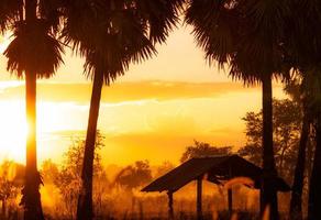 Selective focus on old hut in forest near sugar palm tree in the morning. Golden sunrise sky and silhouette sugar palm tree and hut in rural. Country view. Sunrise shine with yellow and orange color. photo