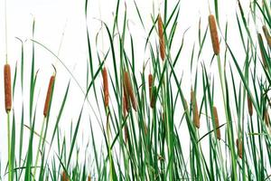 Typha angustifolia field. Green grass and brown flowers. Cattails isolated on white background. Plant's leaves are flat, very narrow and tall. The stalks are topped with brown, fluffy, sausage-shaped photo