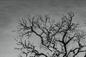 imagen artística del árbol muerto con ramas. fondo de muerte, tristeza, lamento, desesperanza y desesperación. sequía del mundo por la crisis del calentamiento global. muerte natural. foto en blanco y negro del árbol muerto.