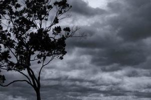 árbol de silueta y rama sobre fondo gris de cielo y nubes. ramas negras y hojas de árbol. fondo de textura de la naturaleza. fondo de arte para triste, muerto, solitario, desesperanzado y desesperado con el espacio. foto