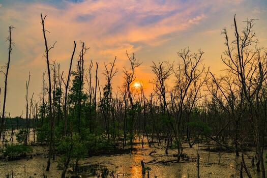 Green leaves of mangrove tree and dead tree in mangrove forest in the evening with dramatic emotional sky scene photo
