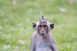 retrato de mono joven entrecerrando los ojos, tailandia. mono joven lindo y divertido sentado en el campo de hierba verde en el bosque. animales divertidos. pequeño mono macaco. simio bebé.