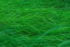 Green grass with long leaves. Natural green stalks grass texture background. Organic and healthy background. Background for organic cosmetic product. photo