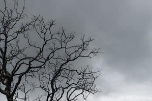 Silhouette dead tree on dark dramatic sky and gray clouds. Dark sky and dead tree background for Halloween day. Dead tree branches with stormy sky. Leafless tree. Background for sad and lonely moment. photo