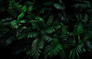 Fern leaves on dark background in jungle. Dense dark green fern leaves in garden at night. Nature abstract background. Fern at tropical forest. Exotic plant. Beautiful dark green fern leaf texture. photo
