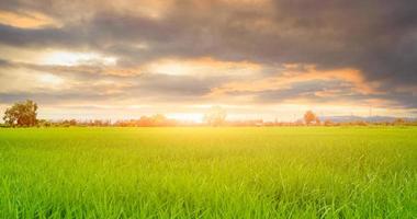 Rice plantation. Green rice paddy field. Organic rice farm in Asia. Rice growing agriculture. Green paddy field. Paddy-sown ricefield cultivation. Landscape of agricultural farm and cloudy sky. photo