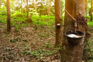 Rubber tree plantation. Rubber tapping in rubber tree garden in Thailand. Natural latex extracted from para rubber plant. Latex collect in plastic cup. Latex raw material. Hevea brasiliensis forest. photo